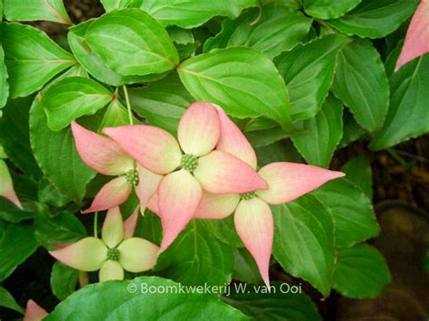 Cornus Kousa Beni Fuji Plantentuin Esveld