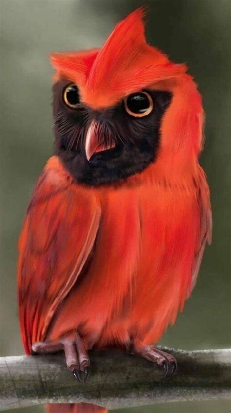 Madagascar Red Owl Rare And Beautiful Birds