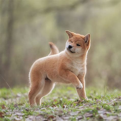 #1 | Shiba Inu Puppies For Sale By Uptown Puppies