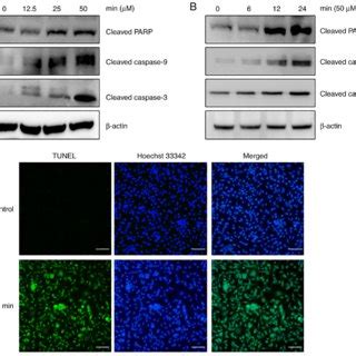 MIN Induces Caspase Dependent Apoptosis In MDA MB 231 Cells A And B