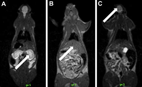 Three Full Body Magnetic Resonance Scans In A Rat After Choosing A