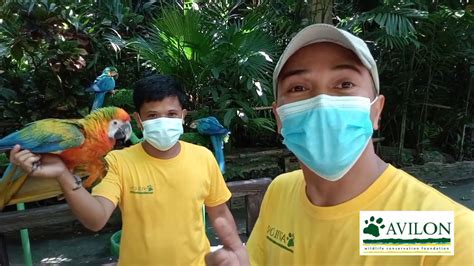 Avilon Zoo During Quarantine Macaws Youtube