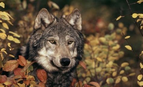 Origami Lesezeichen Falten Wwf Österreich