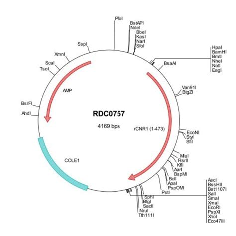 R D Systems Rat Cannabinoid R Cb Cnr Np Versaclone Cdna