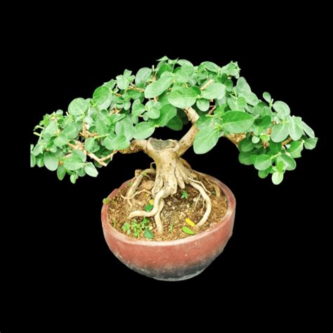 Premna Bonsai Mame Bonsai Small Bonsai For Sale Buy Bonsai Gift