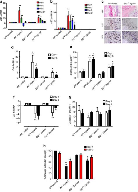 Il 33st2 Axis In Tendon Healing In Vivo Kinetics Of A Il33 And B