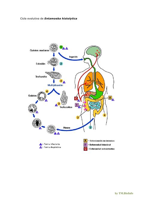 Ciclo De Entamoeba Histolytica