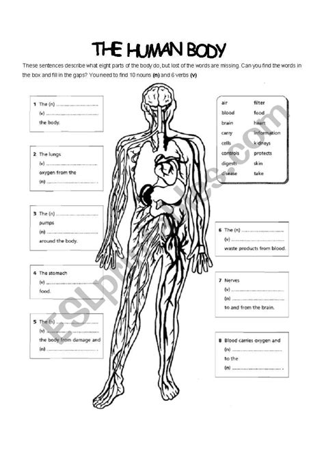 Human Body Esl Worksheet By Dimiguya8310