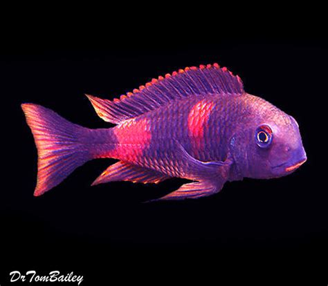 Premium Lake Tanganyika Cherry Spot Tropheus Moorii Cf Bulu Point