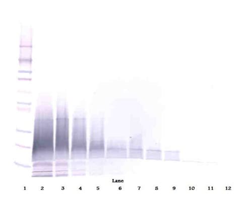 Beta Defensin Polyclonal Antibody Peprotech Invitrogen G