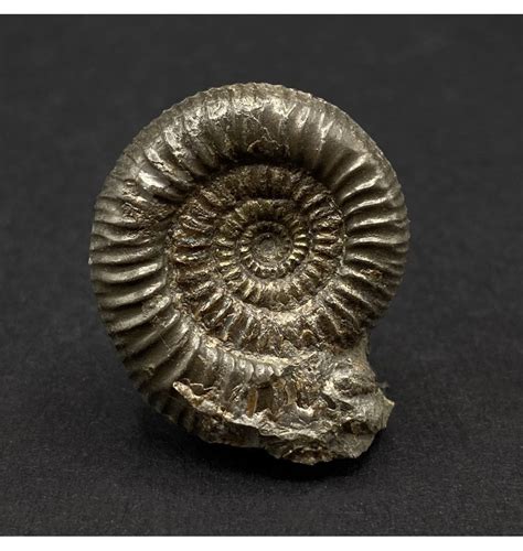 Fossils For Sale Fossils Uk Upper Lias Lower Jurassic Ammonite