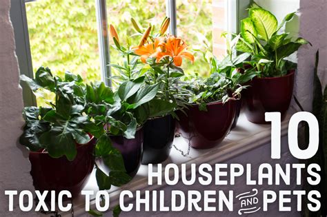 10 Toxic Houseplants That Are Dangerous For Children And Pets Dengarden