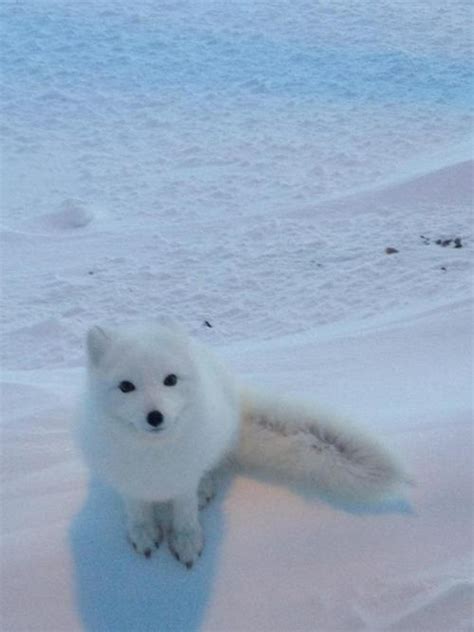 Arctic Foxes. :3 - Fox Photo (29353447) - Fanpop