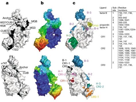 structure  cb reveals conformational   underlie