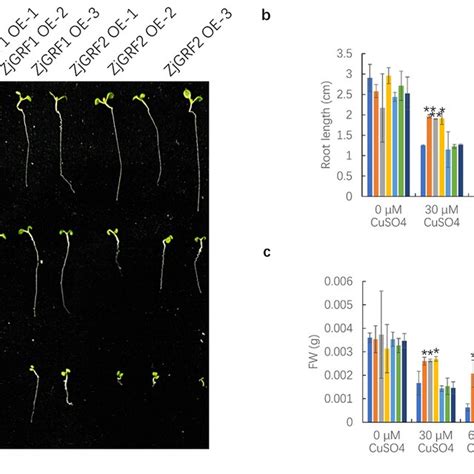 Growth Of Wild Type Wt Transgenic Zjgrf1 And Transgenic Zjgrf2