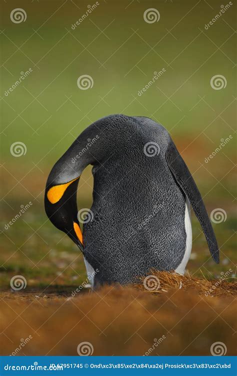 Big King penguin stock image. Image of life, cute, antarctica - 67951745