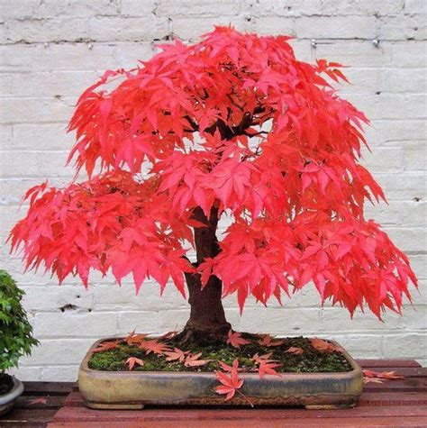 Japanese Red Maple Bonsai