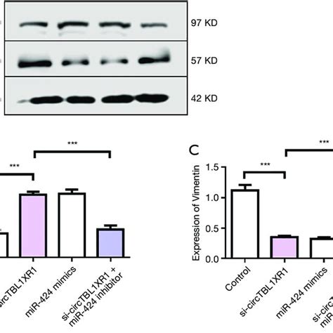 Circtbl Xr Promoted Emt Of Colorectal Cancer Cells A Western Blot