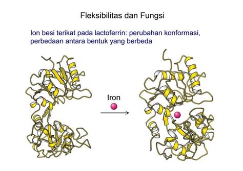 Struktur Dan Fungsi Protein Ppt