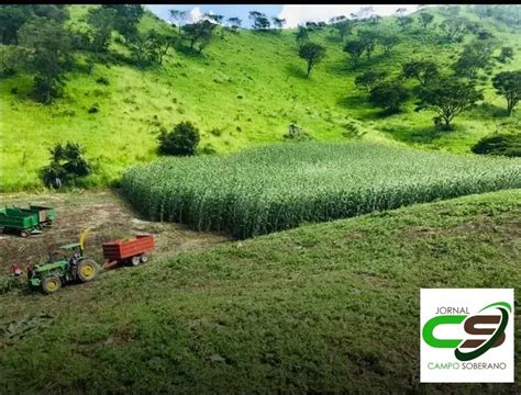 Venda De Sementes De Mega Sorgo Santa Elisa Para Silagem Em S O