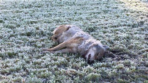 Wie Starb Der Wolf In D Rverden Rodewalder Wolf Lebt Wohl Weiter