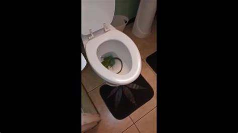 Terrifying Moment Man Finds Huge Iguana In His Toilet Au