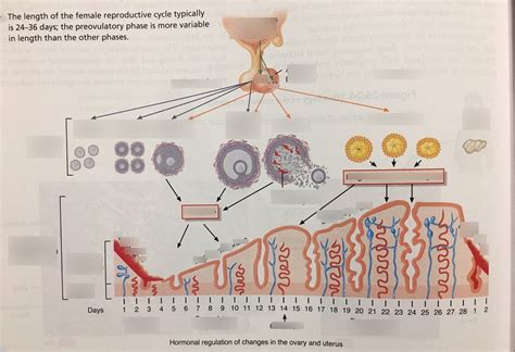 Ovarian and Uterine Cycle Diagram Diagram | Quizlet