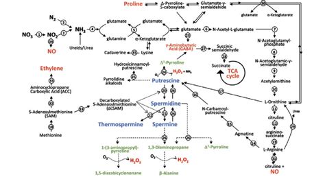 Polyamine Metabolism And Interaction With Other Metabolic Routes