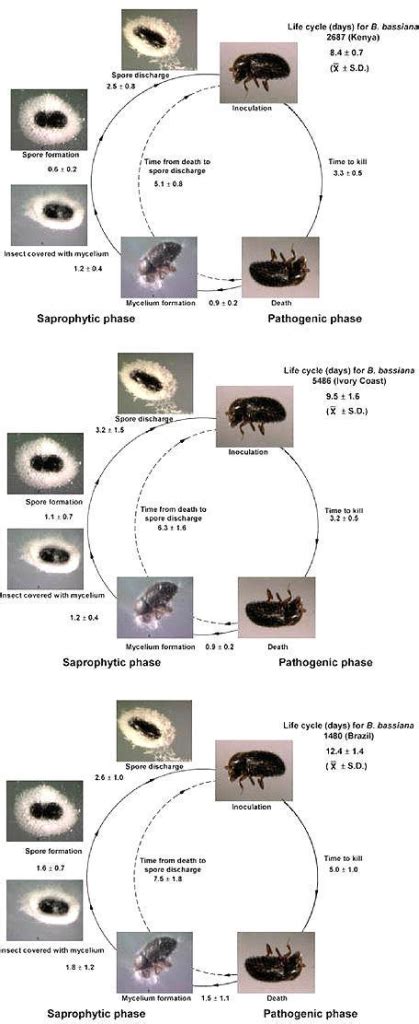 Life Cycle For Three Beauveria Bassiana Single Spore Is Open I