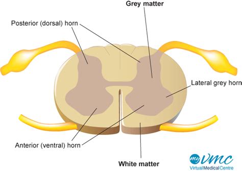 Spinal Cord Anatomy And Function Myvmc