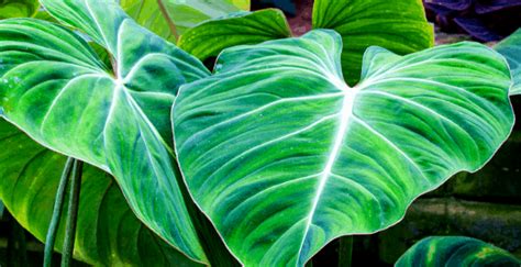 Tropical Plants Care #1 Best Guide