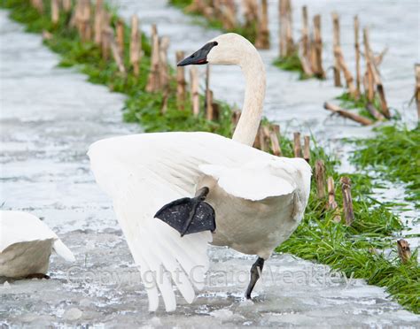 Colorvisionworks Photography Trumpeter Swans And Snow Geese