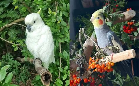 Cockatoo vs Cockatiel: Close Cousins, Yet So Different! - Bird Guidance