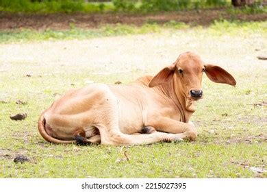 2,429 Cow Is Lying Down Stock Photos, Images & Photography | Shutterstock