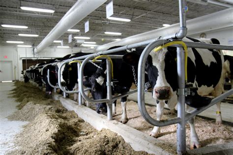 Uwmadison Will Dedicate Refurbished Dairy Cattle Center March 9 Dairy Cattle Uw Madison