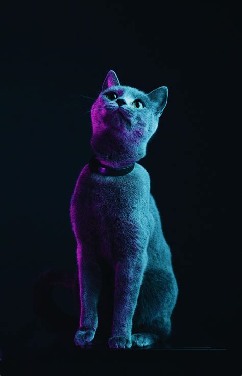 Purple Cat Wallpapers Top Free Purple Cat Backgrounds Wallpaperaccess