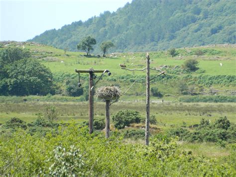 Cors Dyfi Dyfi Osprey Project Powys View Of The Nest Si Flickr