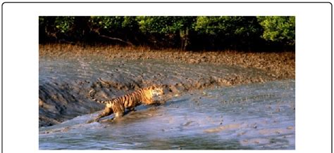 Sundarbans The Home Of Royal Bengal Tiger Panthera Tigris Tigris