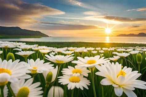 Premium Photo White Daisies In A Field Of Daisies At Sunset