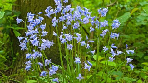 13 Irish Plants to Grow this Saint Patrick's Day