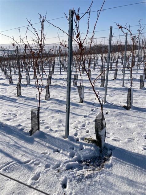 Wir Starten Das Jahr Mit Dem Rebschnitt Weingut Knauer