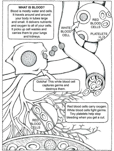 Free Printable Human Anatomy Coloring Pages At Getcolorings Free