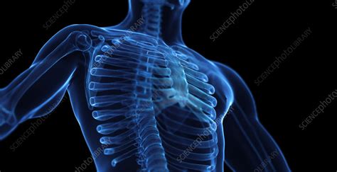 Male Skeletal System Illustration Stock Image F038 5050 Science Photo Library