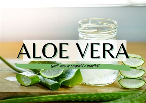 Aloe vera benefici e proprietà Guida completa Curarsi Naturale Cure