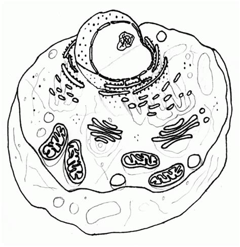 Plant Cell Coloring Pages - Coloring Home