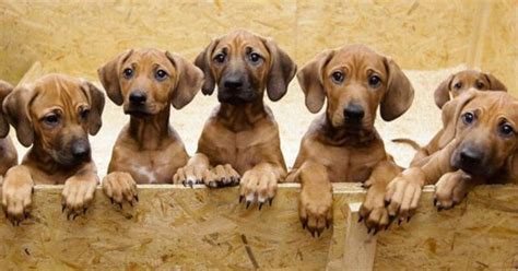 Rhodesian Ridgeback Annonces Actuellement Vendre Ou Adopter