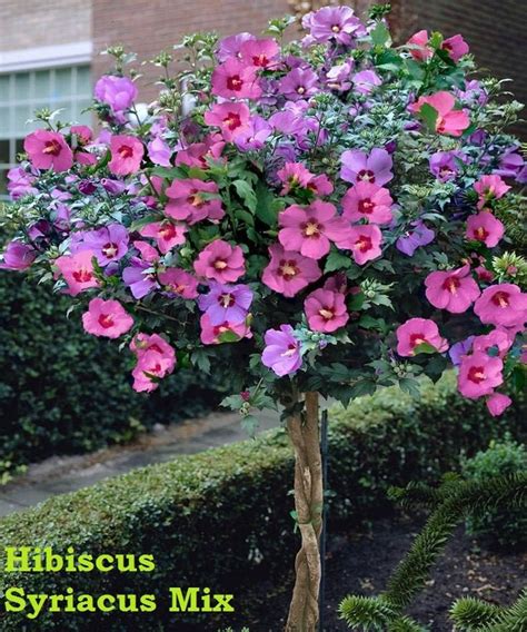 Beautiful Hibiscus Syriacus Flower Mix 30 Seeds Etsy Canada