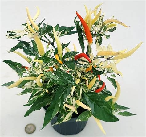 Powers To Flowers Peperoncino Piccante Ornamentale Variegato