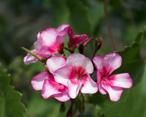 Bloemen Geranium Bloempot Gratis Foto Op Pixabay Pixabay