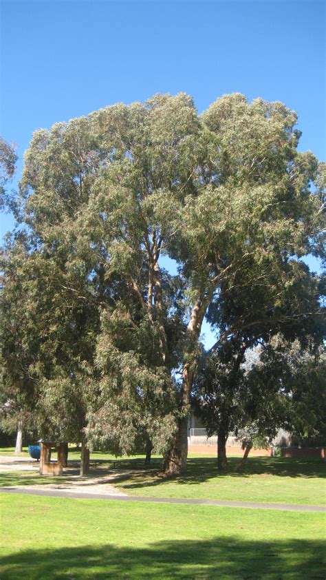 National Trust Yellow Box Eucalyptus Melliodora